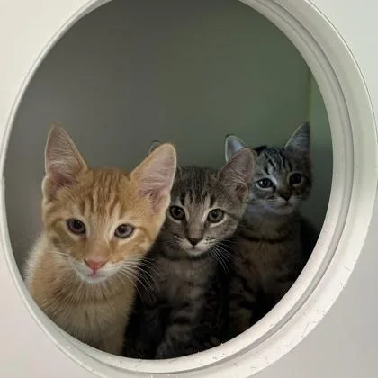 A young medium-sized female Domestic Short Hair cat named Vi for adoption in Traverse City, MI