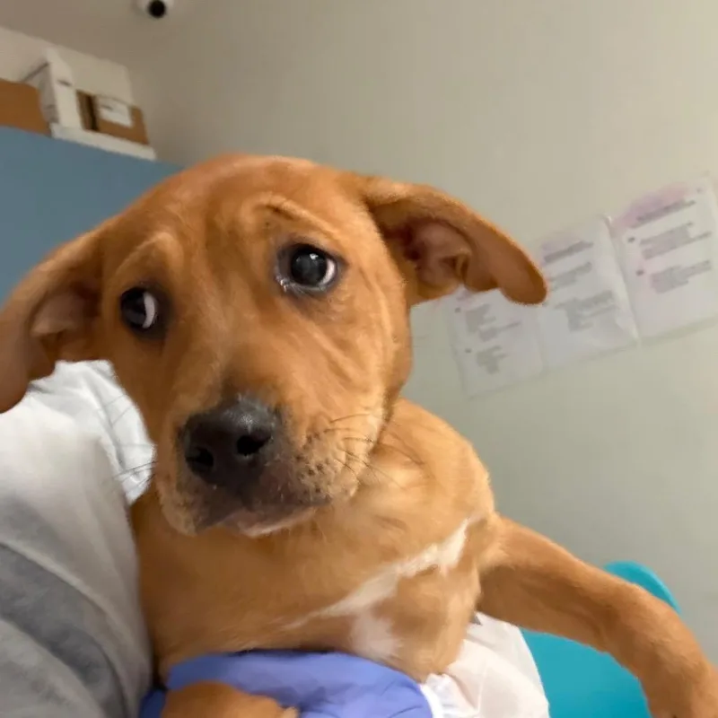 A baby small-sized female Yellow / Tan / Blond / Fawn Mixed Breed dog named Zora for adoption in Charleston, WV