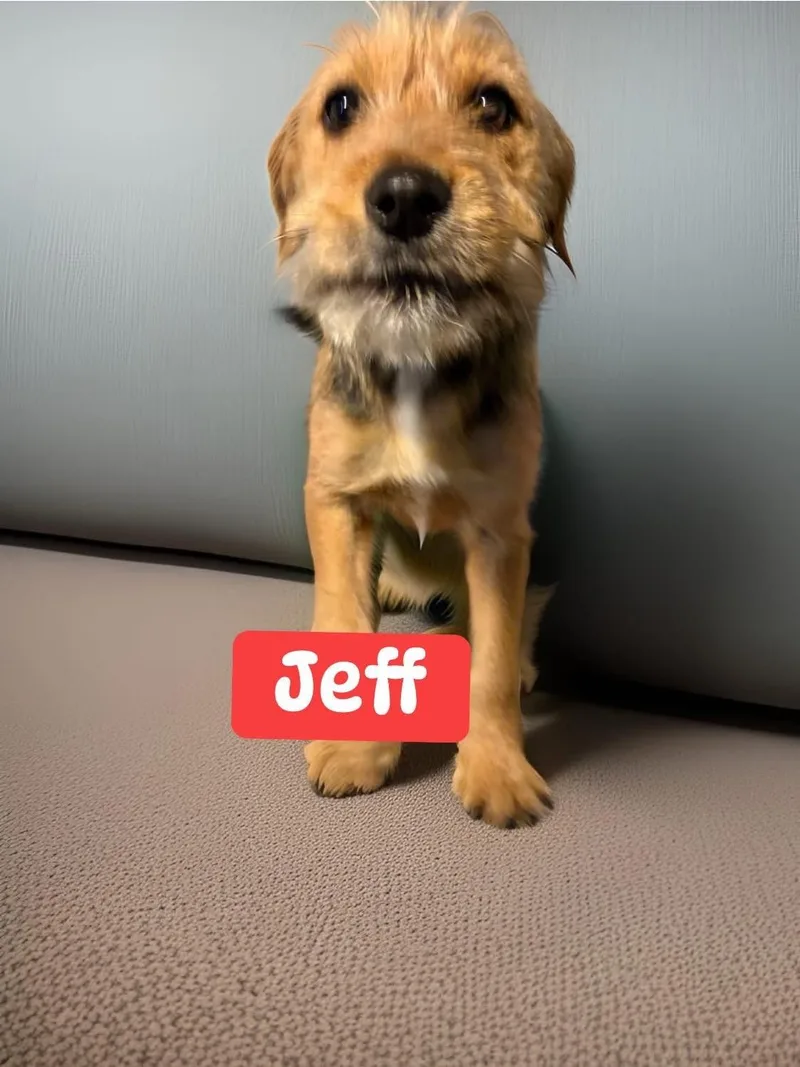 A baby small-sized male Black Miniature Schnauzer dog named Jeff for adoption in Woodbury, NJ