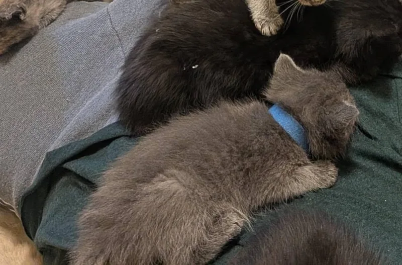 A baby small-sized female Gray / Blue / Silver Domestic Short Hair cat named Bala for adoption in Clarksville, TN