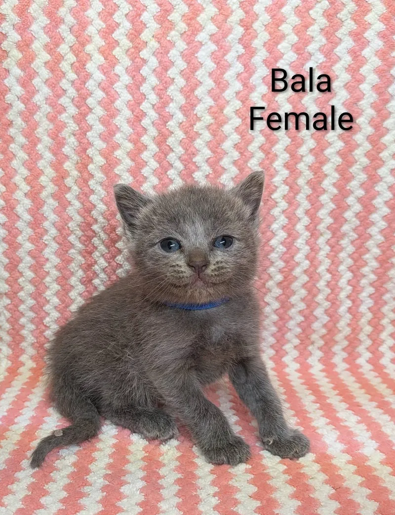 Bala thumbnail 2
