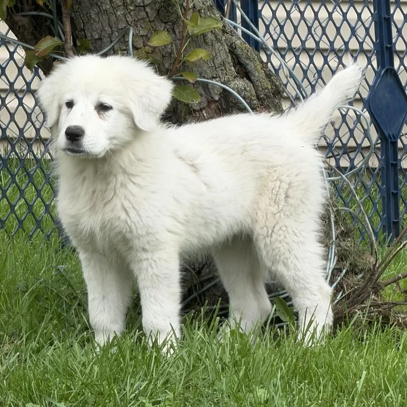 A baby extra large-sized female White / Cream Great Pyrenees dog named Dolly for adoption in Warren, MI