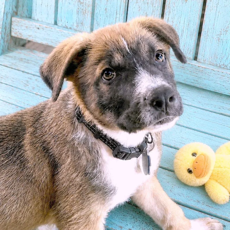A baby small-sized male Yellow / Tan / Blond / Fawn Shepherd dog named Luca for adoption in Boerne, TX