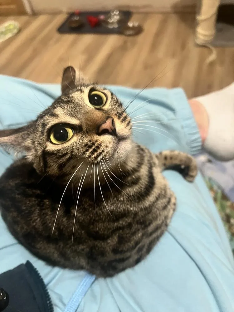 A young small-sized female Brown / Chocolate Exotic Shorthair cat named London for adoption in Chicago, IL