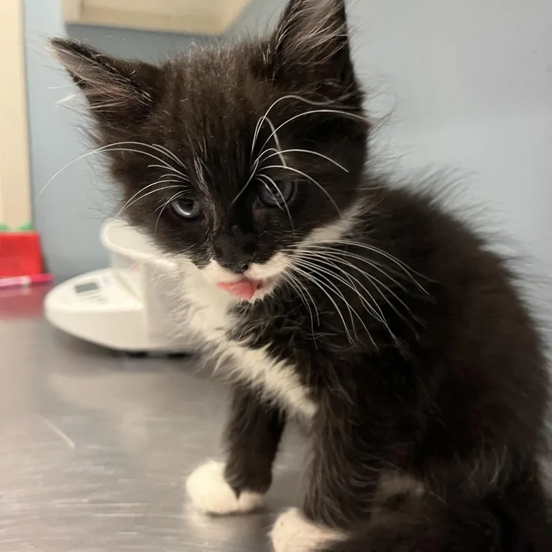 A baby small-sized male Domestic Medium Hair cat named Two Socks for adoption in Chattanooga, TN