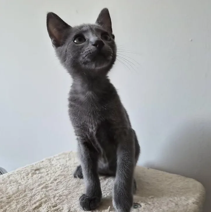 Grayby