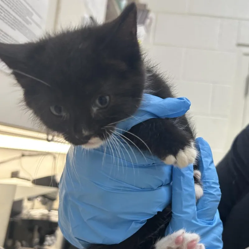A baby small-sized male Brown / Chocolate Domestic Short Hair cat named Professor Plum for adoption in Auburn, AL
