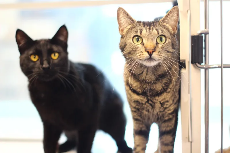 Mc Muffin thumbnail 2