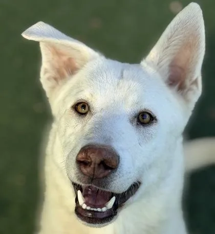 An adult medium-sized male White / Cream White German Shepherd dog named Neptune for adoption in Sacramento, CA