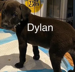 A baby large-sized male Labrador Retriever dog named Dylan for adoption in Newport, KY