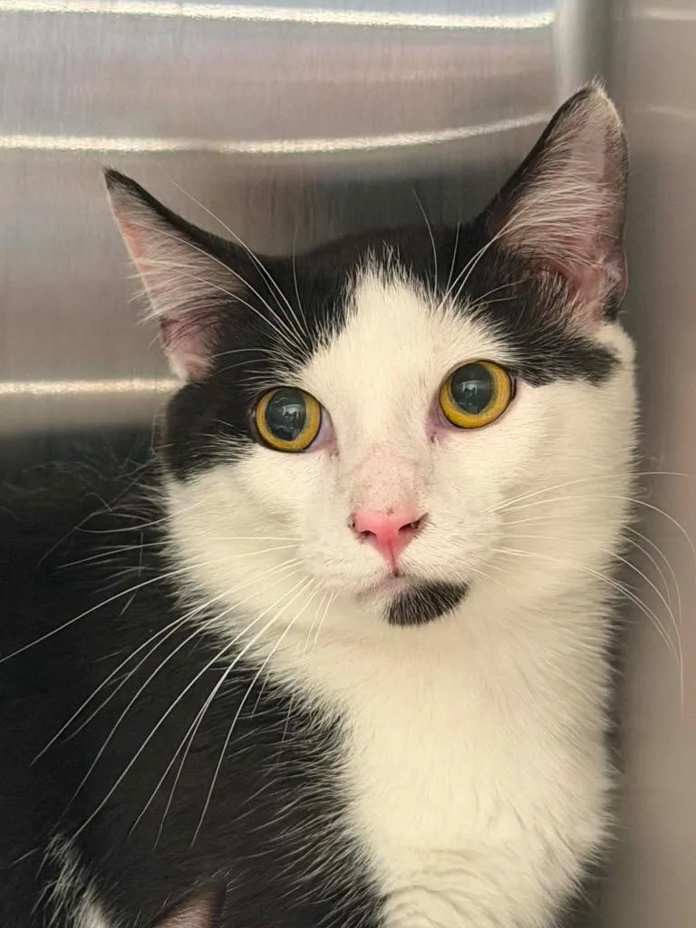 A young medium-sized male Black & White / Tuxedo Domestic Short Hair cat named Ben for adoption in Frankfort, KY