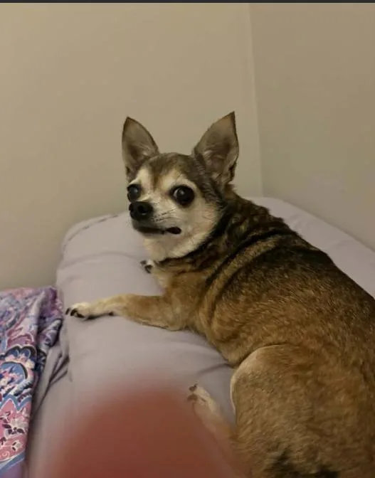 An adult small-sized female Chihuahua dog named Serenity in LA for adoption in Cranston, RI