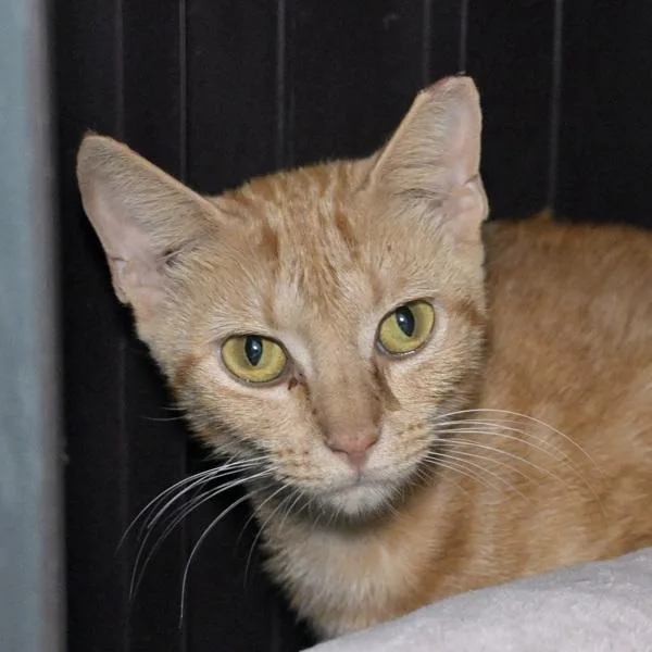 A young small-sized female Domestic Short Hair cat named Grace for adoption in Austin, TX