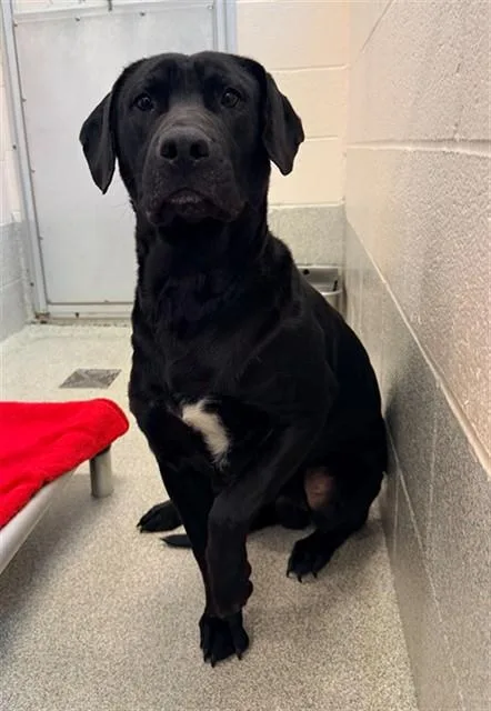 An adult medium-sized male Labrador Retriever dog named Harley for adoption in Statesville, NC