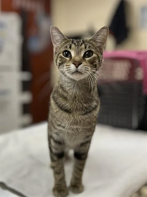 A young small-sized female Domestic Short Hair cat named Cleopatra for adoption in Aliquippa, PA