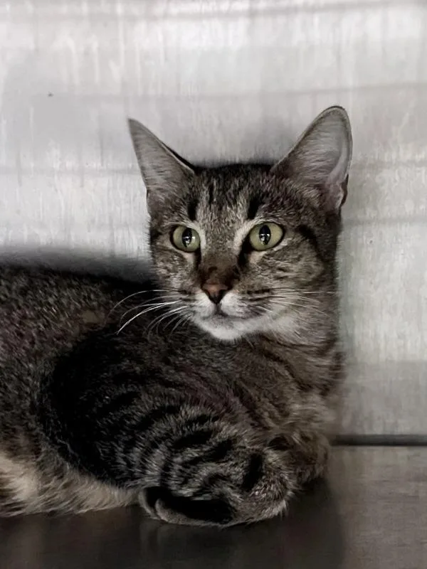 An adult small-sized female Domestic Short Hair cat named Lisa for adoption in Austin, TX