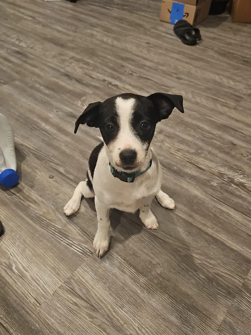 A young small-sized female Black Chihuahua dog named Hyacinth for adoption in Baker, LA