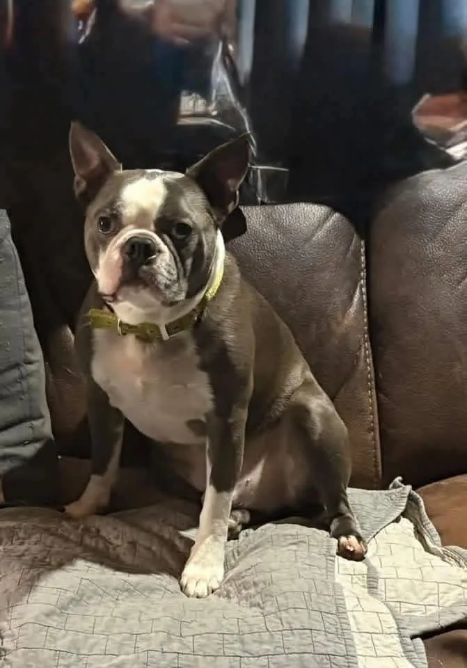 An adult medium-sized male Gray / Blue / Silver Boston Terrier dog named Digger for adoption in Muncie, IN