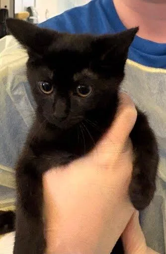 A baby small-sized female Domestic Short Hair cat named Poppy for adoption in Washington, DC