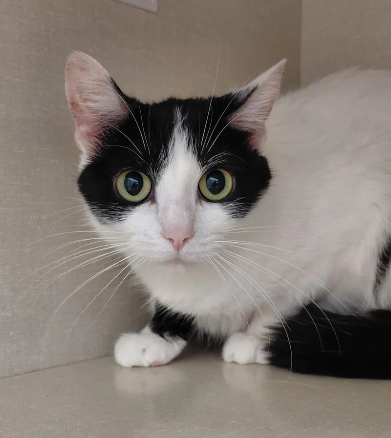 An adult medium-sized female Black & White / Tuxedo Domestic Short Hair cat named Wednesday for adoption in Montello, WI