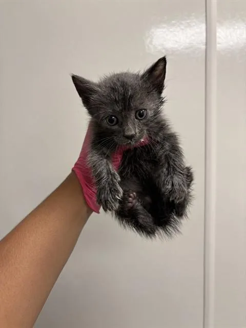 A baby small-sized male Domestic Short Hair cat named Bear for adoption in Ontario, CA