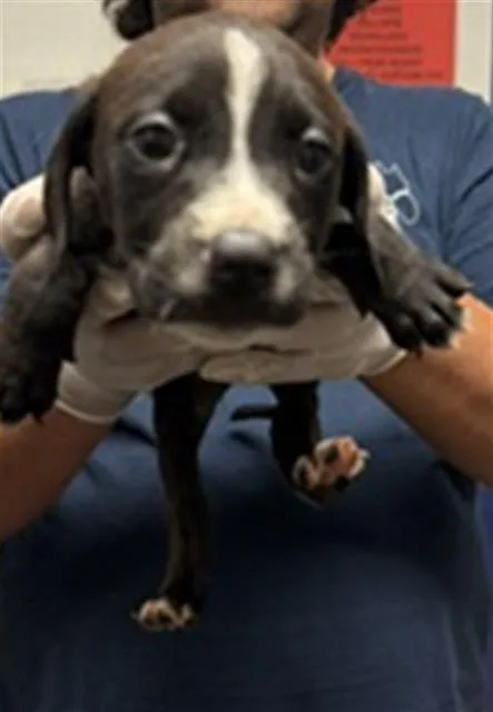 A baby small-sized male Pit Bull Terrier dog named Rim for adoption in Bakersfield, CA