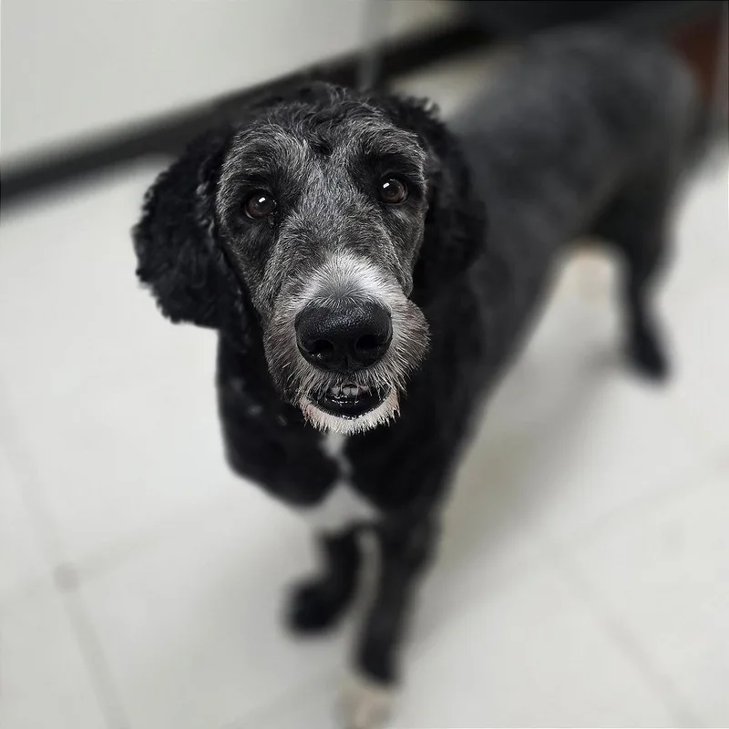 An adult large-sized male Black Sheep Dog dog named Goose for adoption in Milan, IL