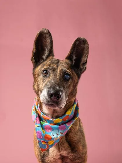 A senior large-sized female Dutch Shepherd dog named Laverne for adoption in Atlanta, GA