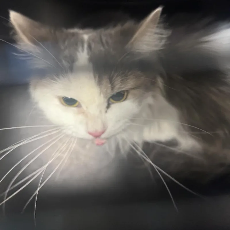 An adult medium-sized female Gray / Blue / Silver Domestic Long Hair cat named Beauty for adoption in Philadelphia, PA
