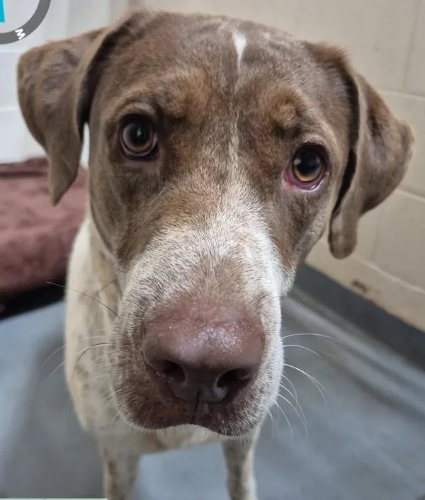 An adult large-sized male Hound dog named Huck for adoption in Dallas, GA