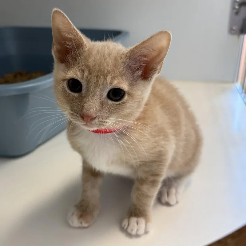 A baby small-sized male Buff / Tan / Fawn Domestic Short Hair cat named Moon for adoption in Oakland, CA