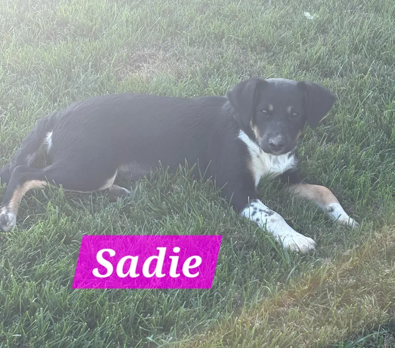 Sadie