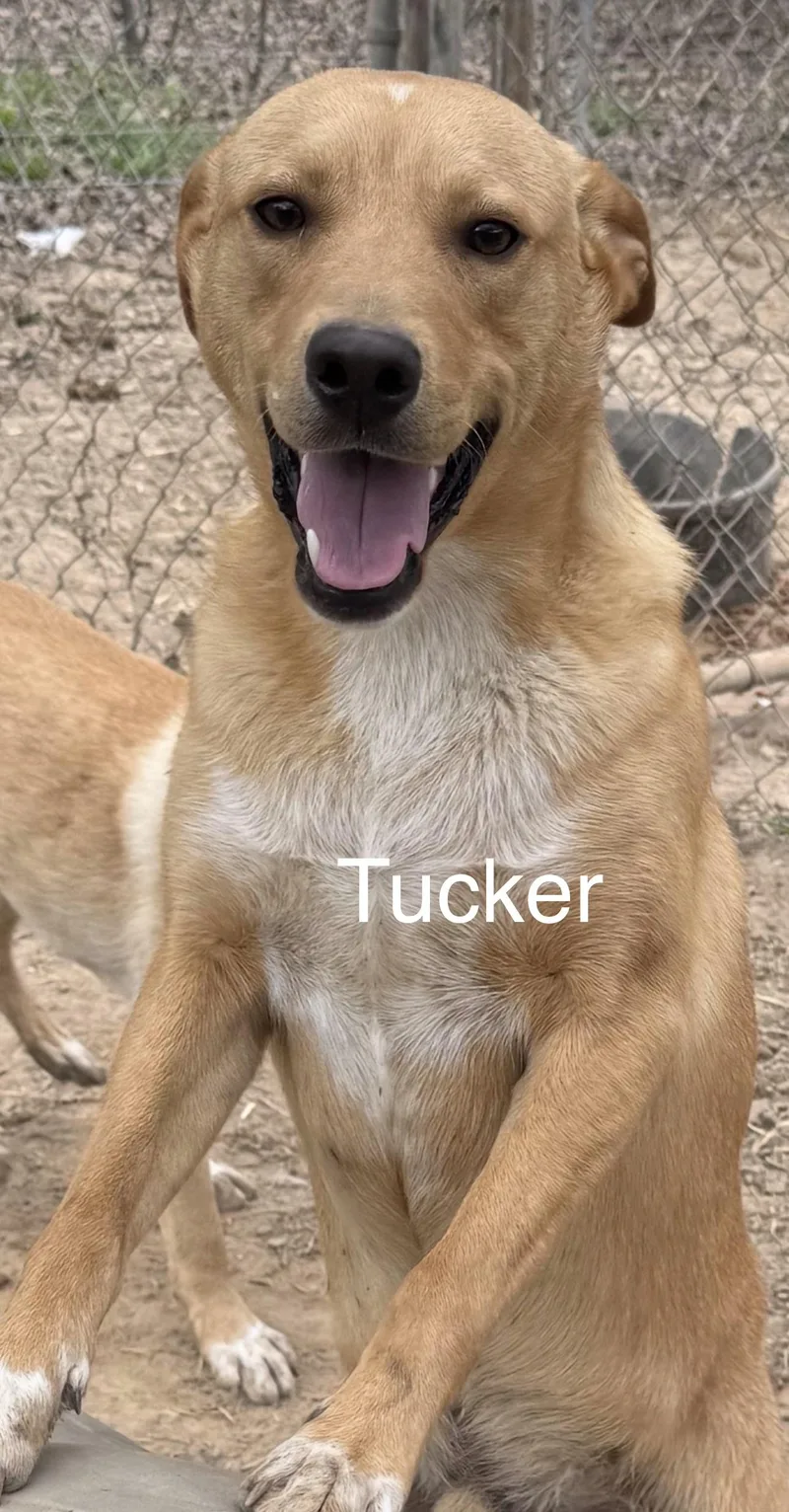 A young large-sized male Australian Shepherd dog named Tucker for adoption in Welling, OK