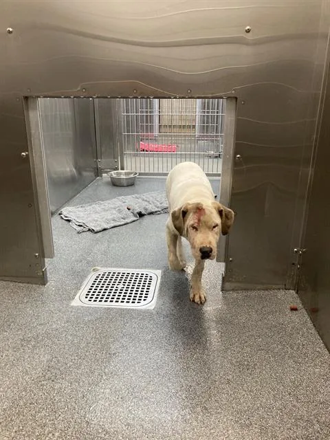 A young medium-sized male Mixed Breed dog named Ray for adoption in Dallas, TX