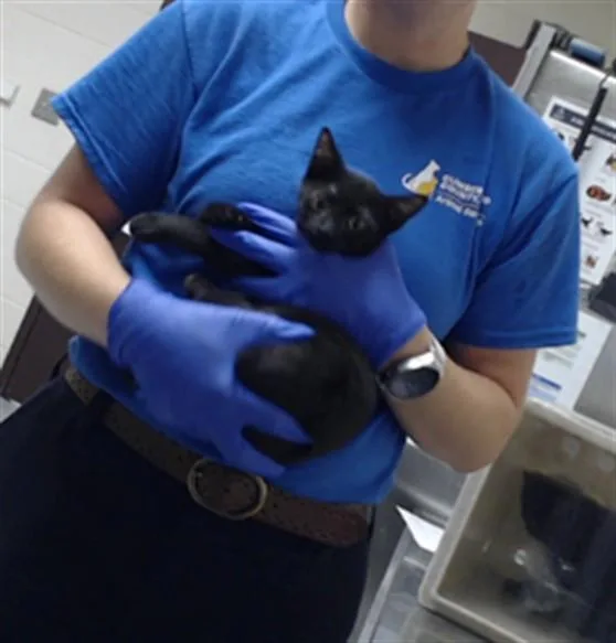 A baby small-sized male Domestic Short Hair cat named Dean for adoption in Fayetteville, NC