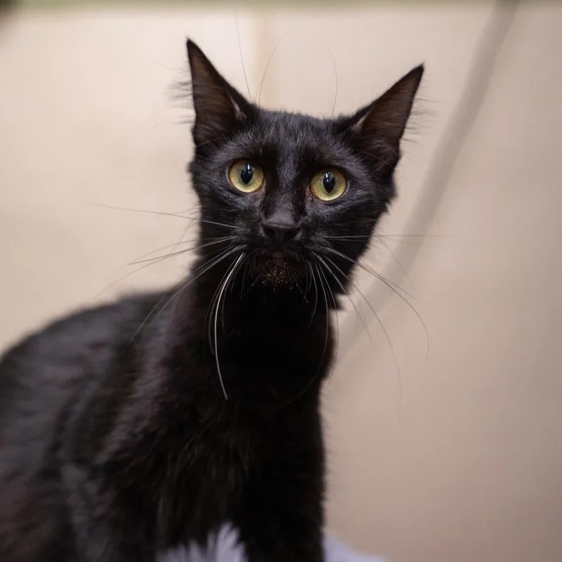 A young medium-sized female Black Domestic Medium Hair cat named Moon Pie for adoption in Gainesville, GA