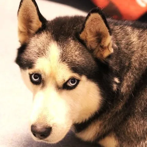 Kenai