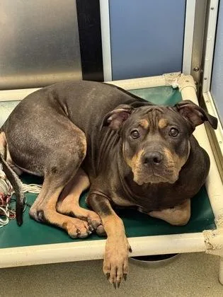 An adult large-sized female Terrier dog named Talia for adoption in Honolulu, HI