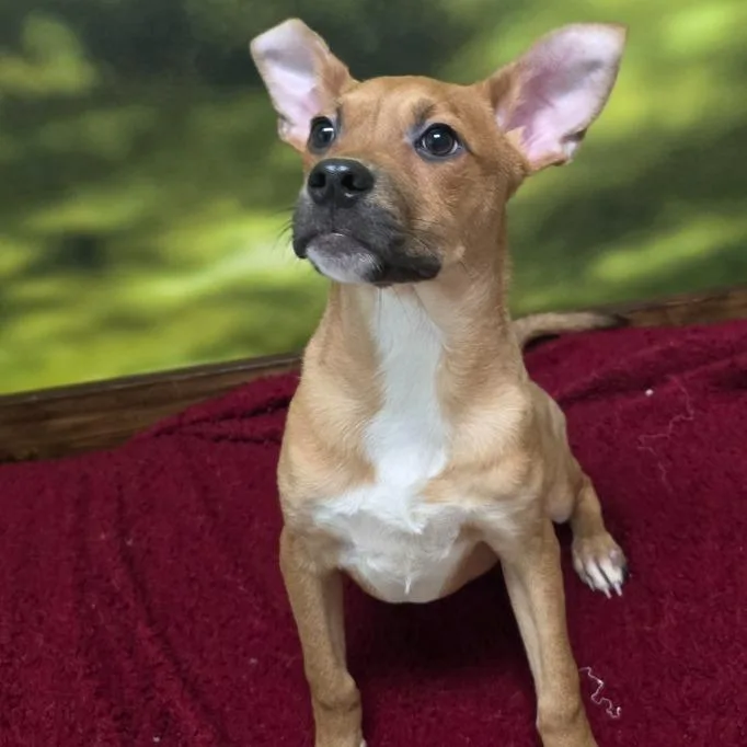 A baby small-sized male Brown / Chocolate Mixed Breed dog named Phineas for adoption in Novelty, OH