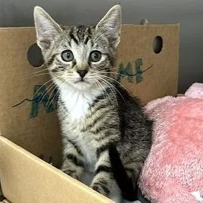 A baby small-sized male Brown / Chocolate Domestic Short Hair cat named Dijon for adoption in Novelty, OH