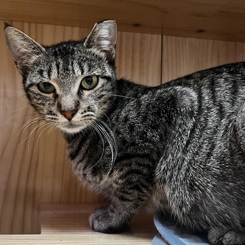 An adult small-sized female Domestic Short Hair cat named Pearl for adoption in Yucca Valley, CA