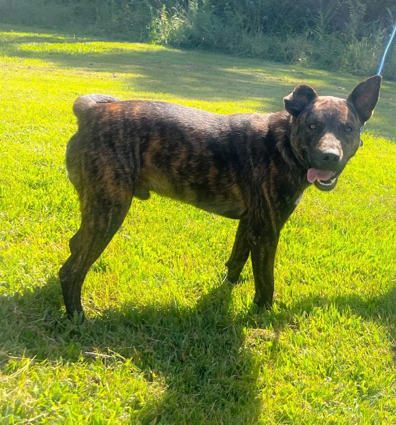 A young medium-sized male Mixed Breed dog named Hoss for adoption in Murray, KY