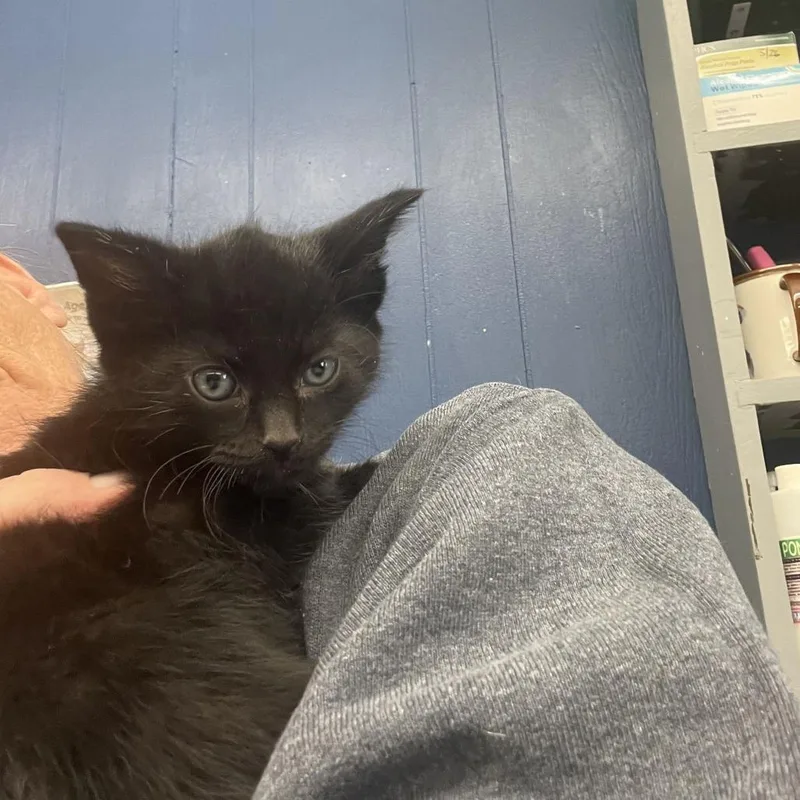 A baby small-sized male Black Domestic Short Hair cat named Nuzzle for adoption in Oak Hill, WV