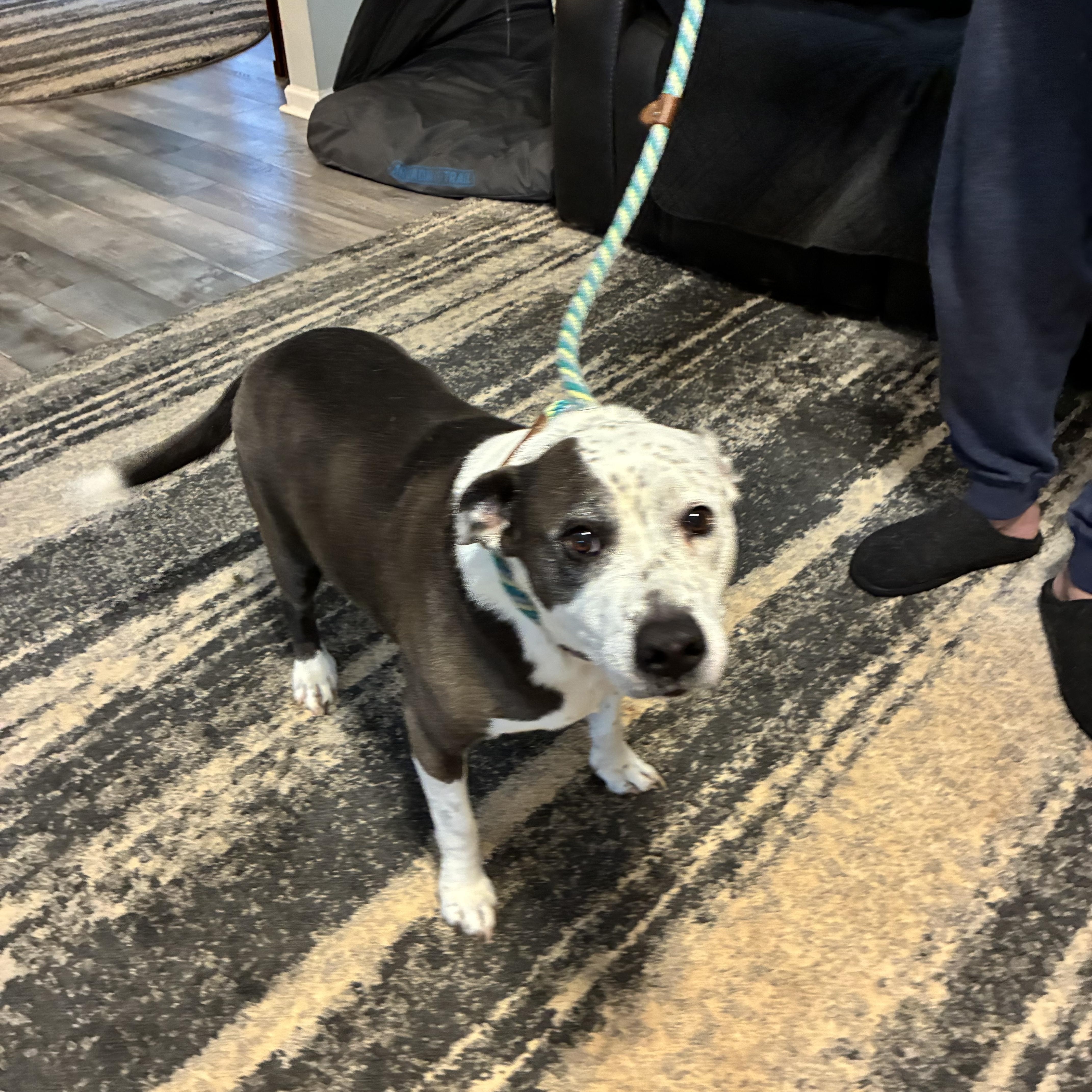 A senior medium-sized female Black Staffordshire Bull Terrier dog named Emma for adoption in Woodruff, SC