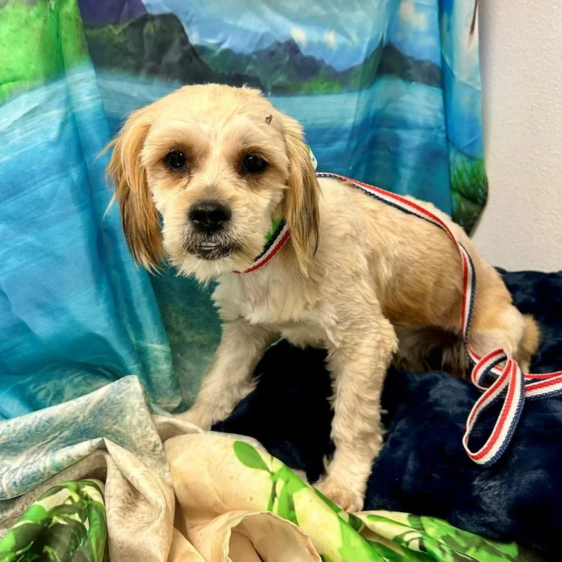 A young small-sized male White / Cream Shih Tzu dog named Snarls Barkley for adoption in Henderson, NV