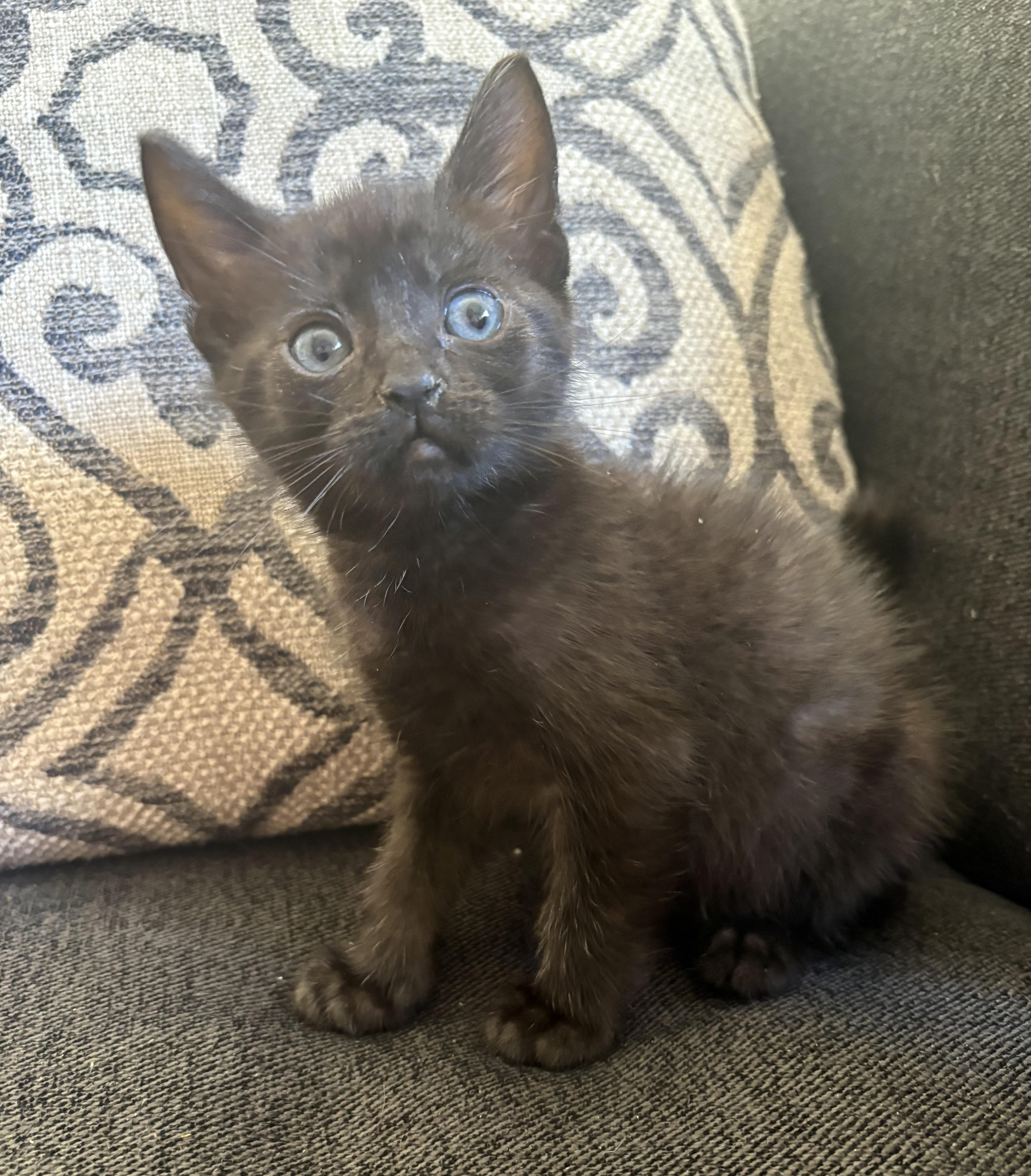 A baby medium-sized male Domestic Short Hair cat named Macaroni for adoption in Penryn, CA