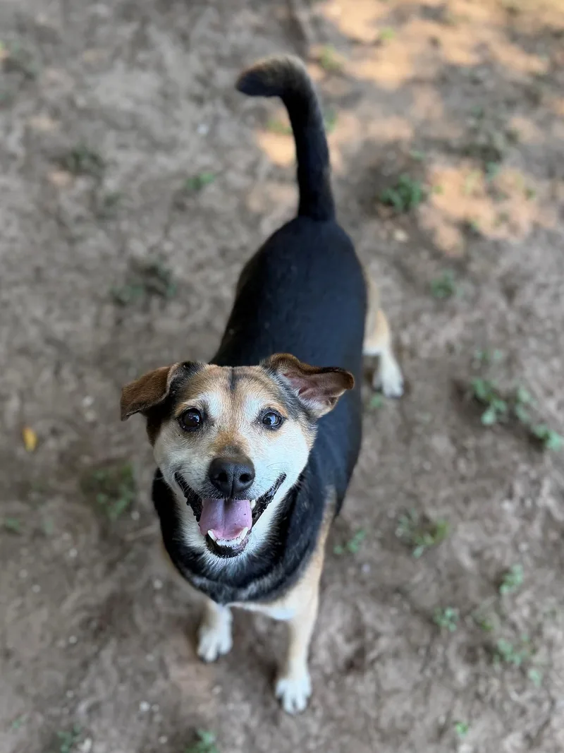 Auggie