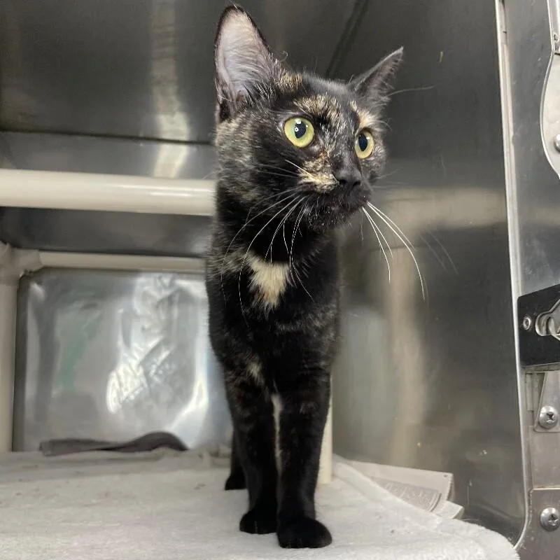 A young medium-sized female Domestic Short Hair cat named Mochi for adoption in Roanoke, VA