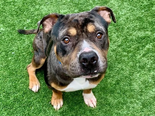 Save Me Please! Timone