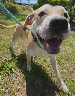 An adult large-sized male Mixed Breed dog named Omelette for adoption in Savannah, GA